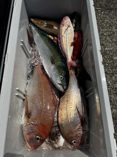 マダイの釣果