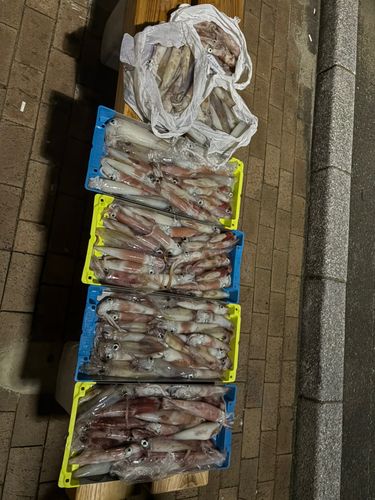 イカの釣果