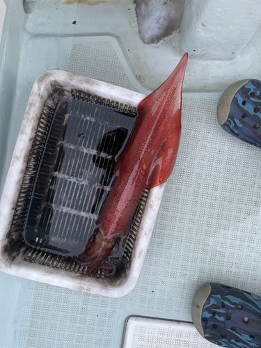 ケンサキイカの釣果