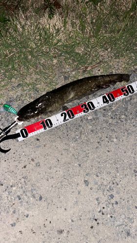 ナマズの釣果