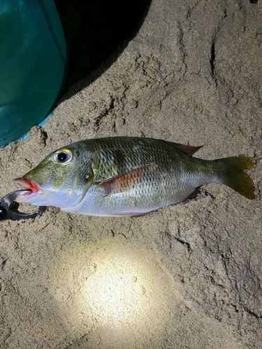 クチナジの釣果