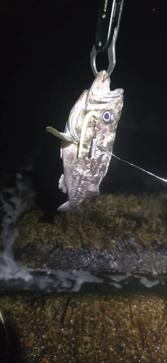 クロソイの釣果