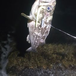 クロソイ