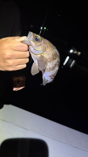 メバルの釣果