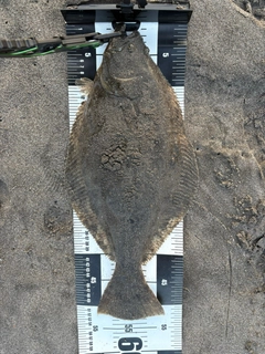 ヒラメの釣果