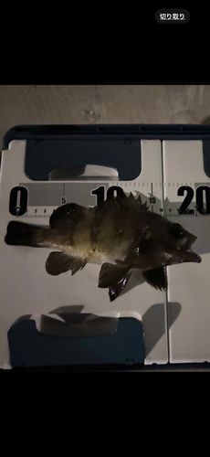アオメバルの釣果