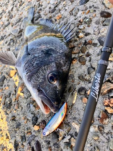 クロダイの釣果