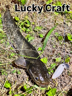 ナマズの釣果