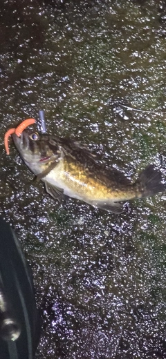 クロソイの釣果