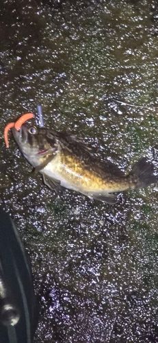 クロソイの釣果
