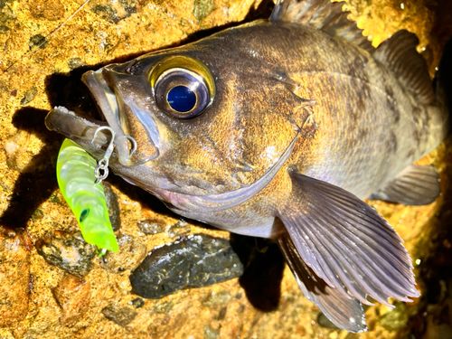 メバルの釣果