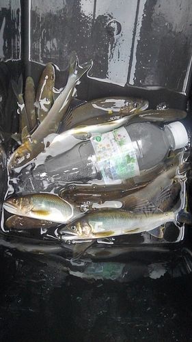 アユの釣果