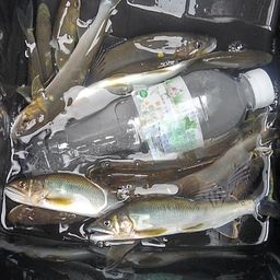 アユ