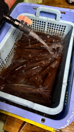 スルメイカの釣果