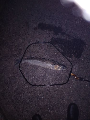 ボラの釣果