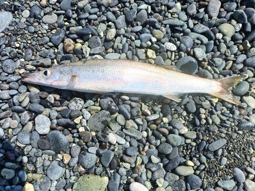 カマスの釣果