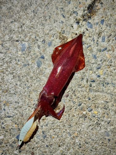ケンサキイカの釣果