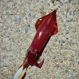 ケンサキイカ