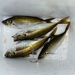 アジ