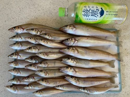 キスの釣果