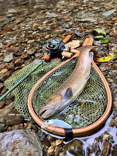 イワナの釣果