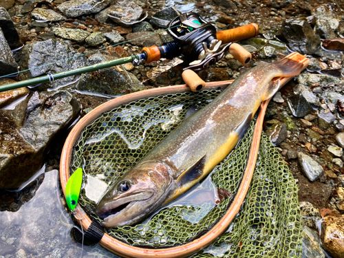 イワナの釣果