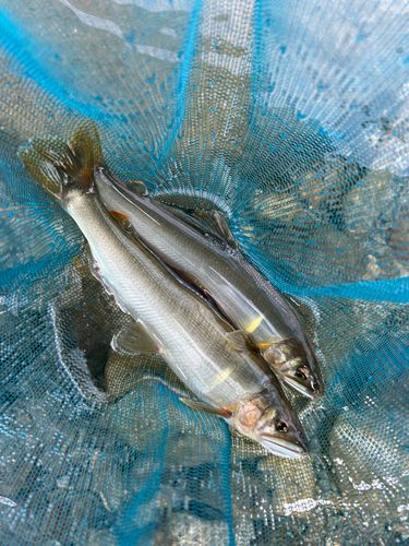 アユの釣果