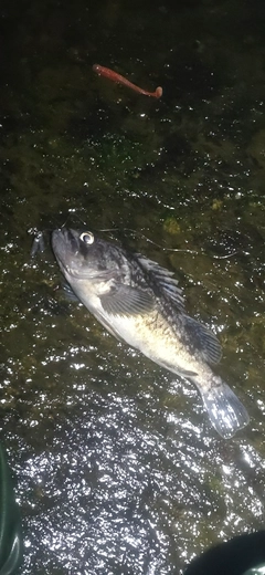 クロソイの釣果