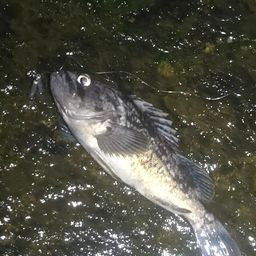 クロソイ