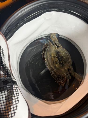 ワタリガニの釣果