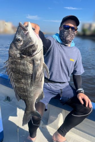 チヌの釣果