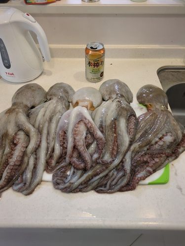 マダコの釣果