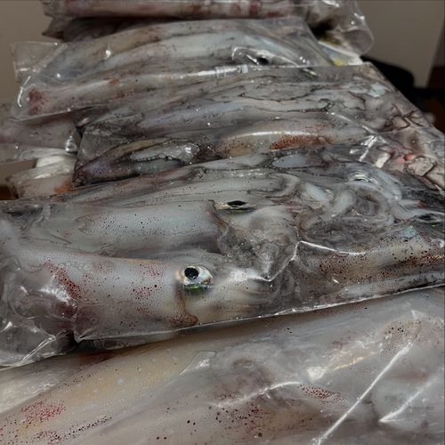 ケンサキイカの釣果