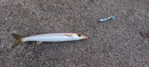 カマスの釣果