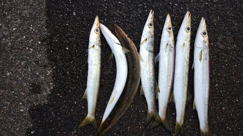 カマスの釣果