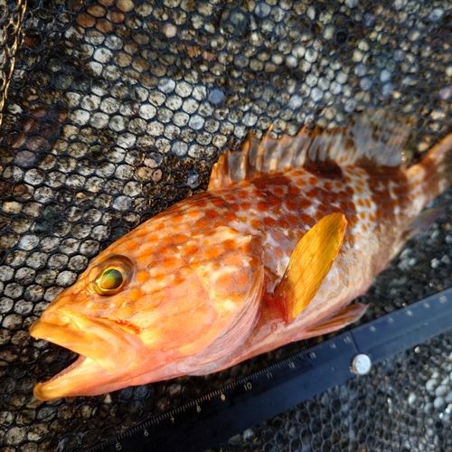 キジハタの釣果