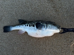 トラフグの釣果