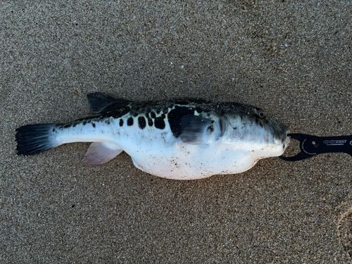 トラフグの釣果