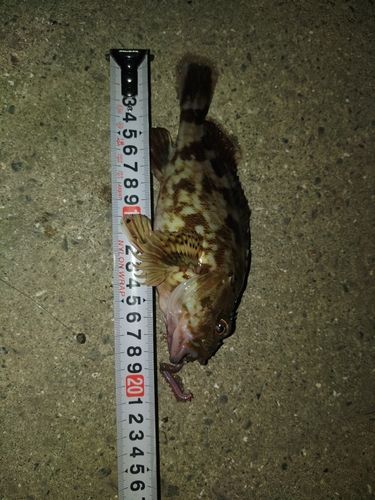 ガシラの釣果