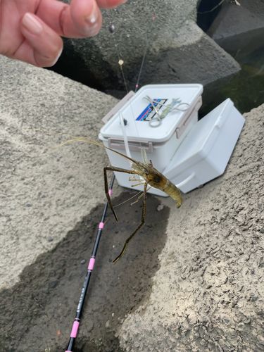 テナガエビの釣果