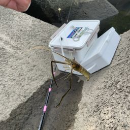 テナガエビ