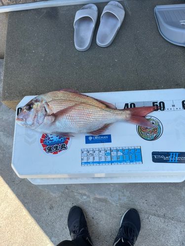 マダイの釣果