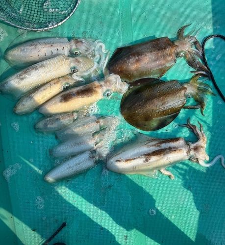 アオリイカの釣果
