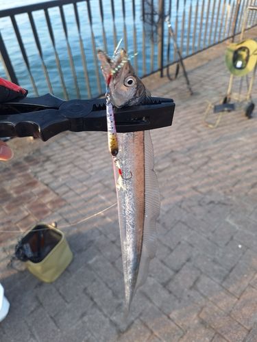 タチウオの釣果