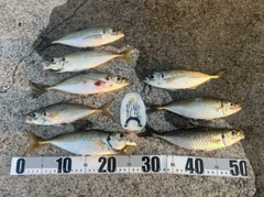アジの釣果