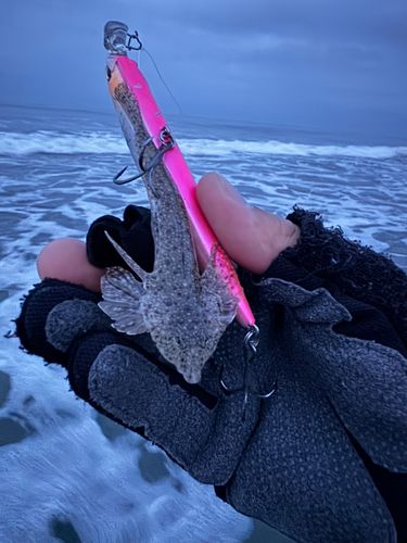 メゴチの釣果