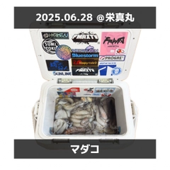 タコの釣果
