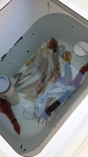 ヒラマサの釣果