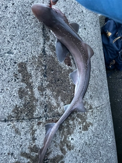 サメの釣果