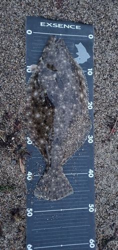 ヒラメの釣果